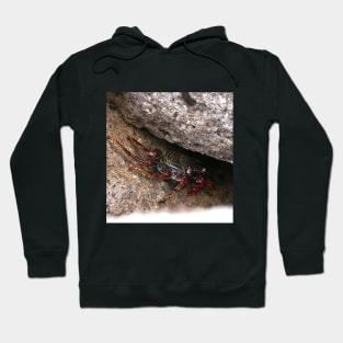 Red Rock Crab Hoodie